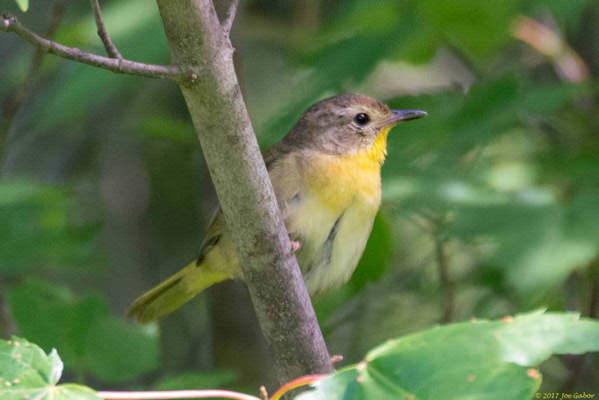 Common Yellowthroat
(Geothlypis trichas)