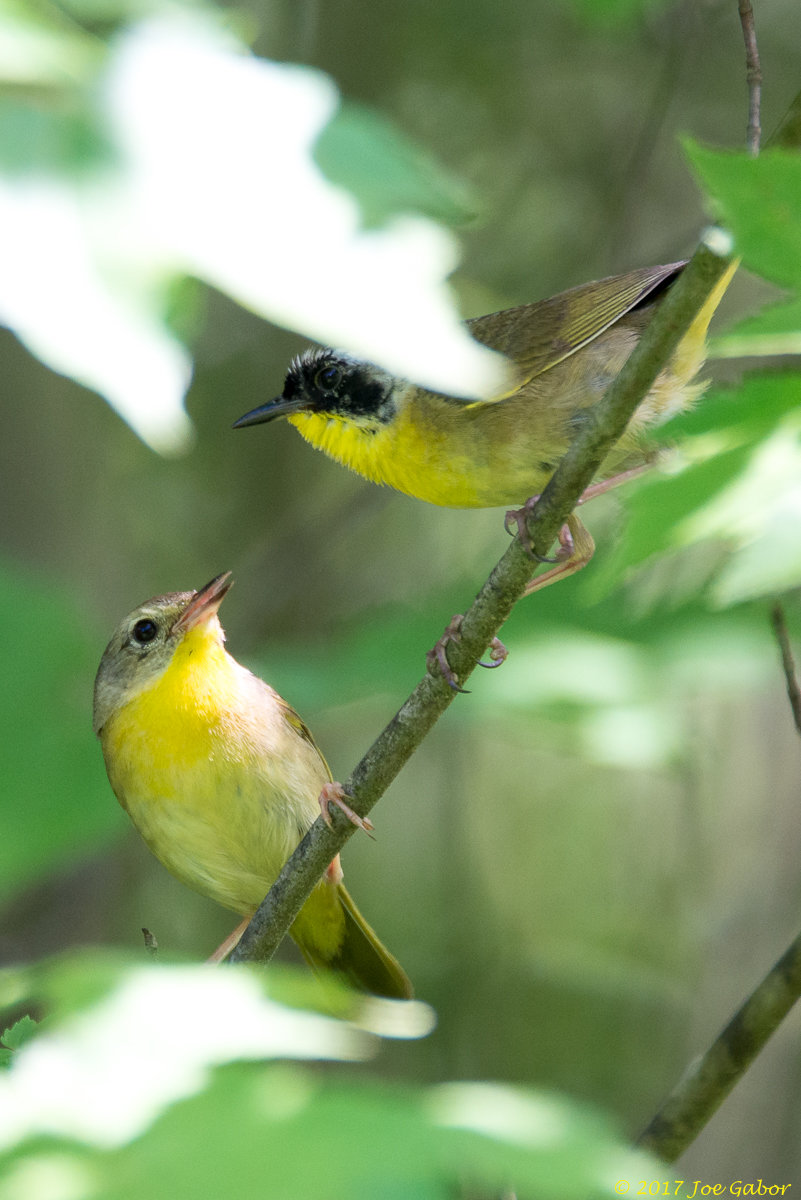 Common Yellowthroat
(Geothlypis trichas)
