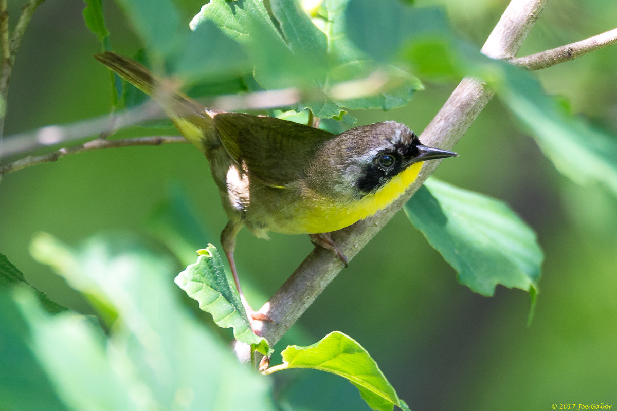 Common Yellowthroat
(Geothlypis trichas)