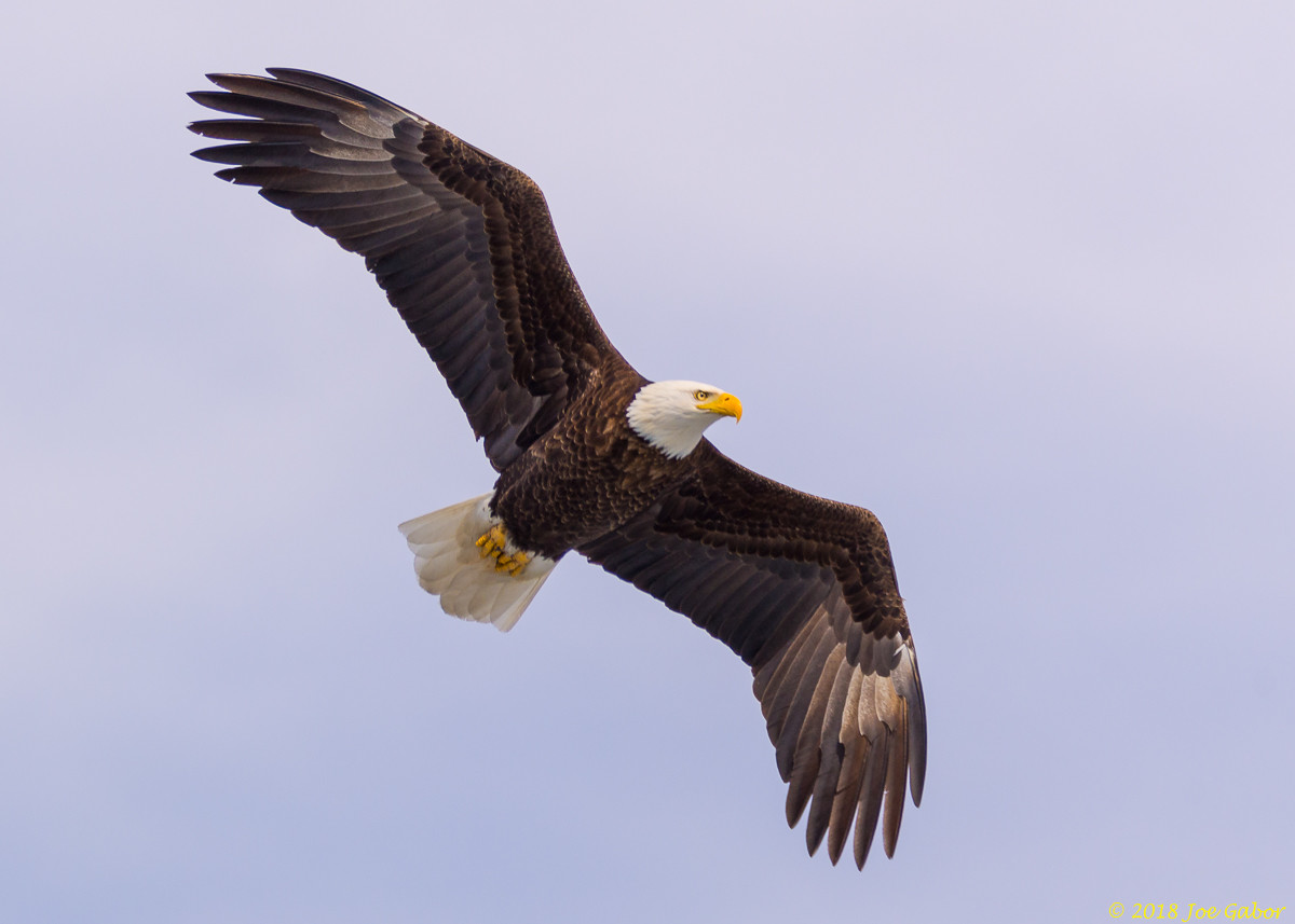Bald Eagle
(Haliaeetus leucocephalus)