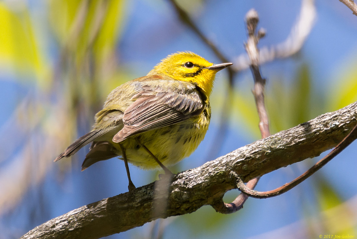 Prairie Warbler
(Setophaga discolor)