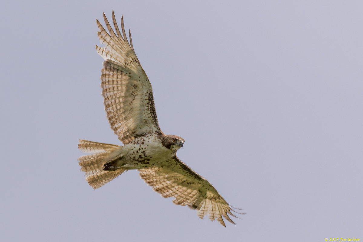 Red-tailed Hawk
(Buteo jamaicensis)