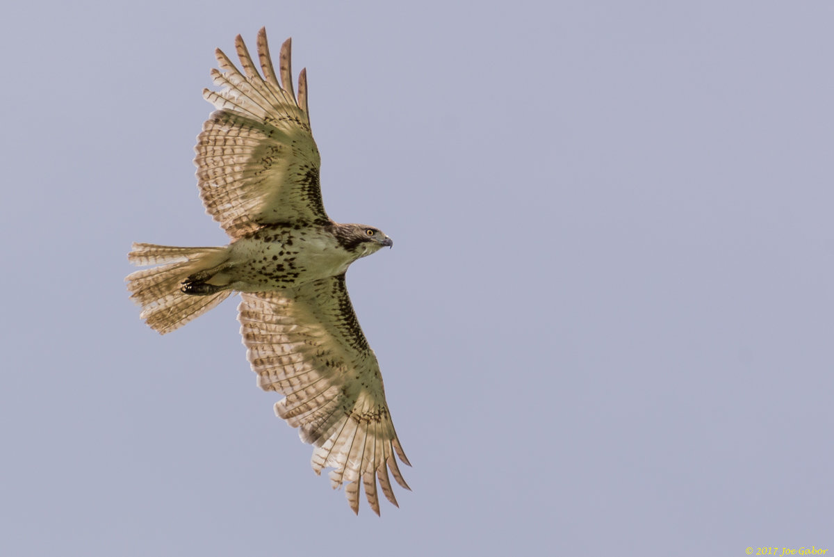 Red-tailed Hawk
(Buteo jamaicensis)