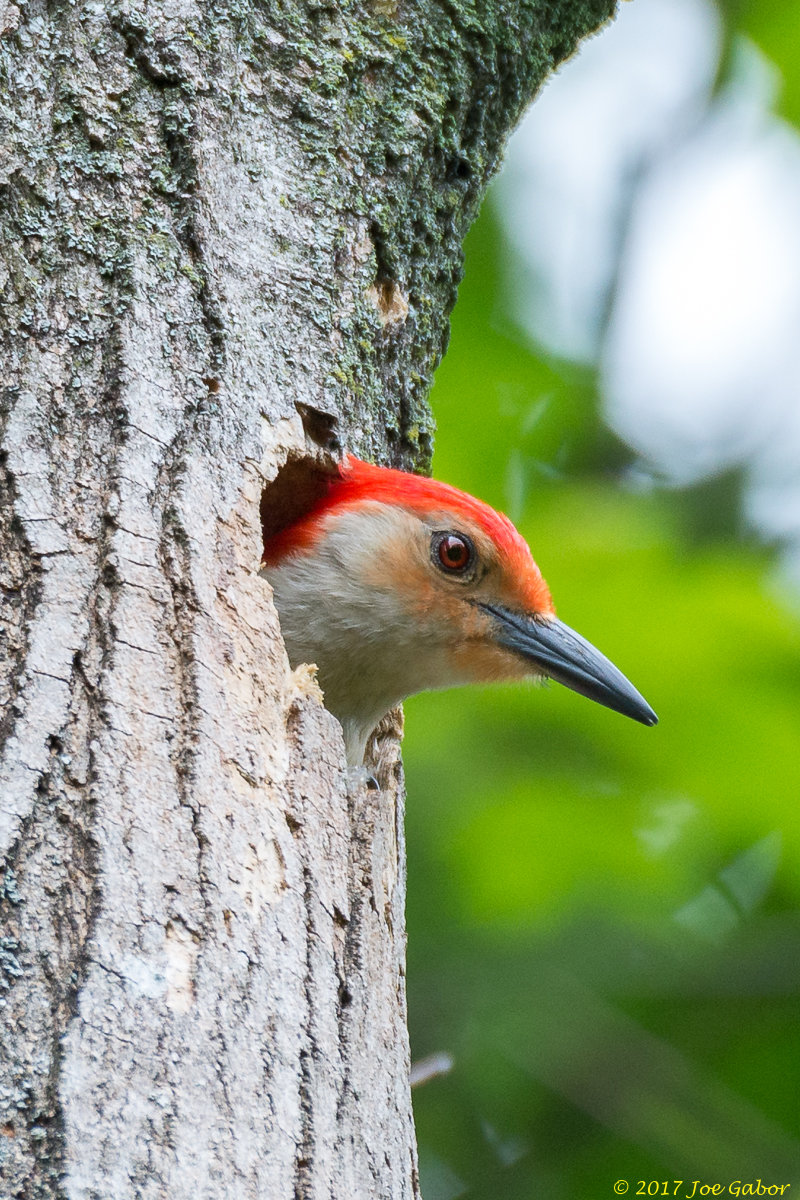 Red-bellied Woodpecker
(Melanerpes carolinus)