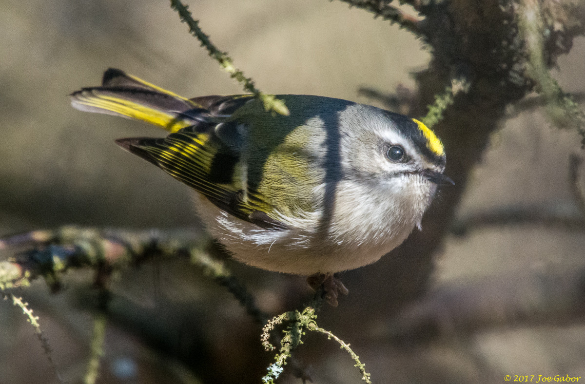 Golden-crowned Kinglet
(Regulus satrapa)