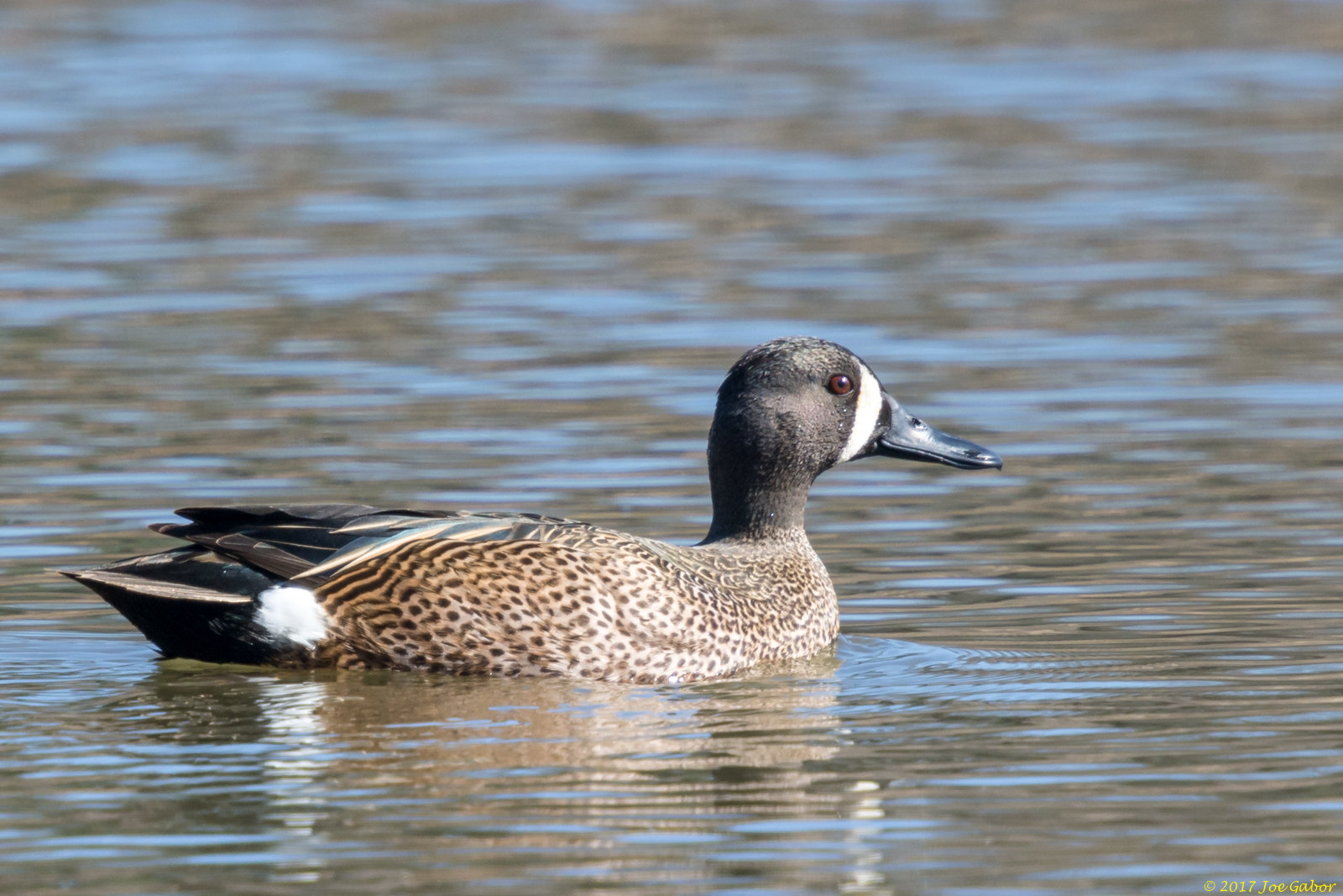 Blue-winged Teal (Anas discors)