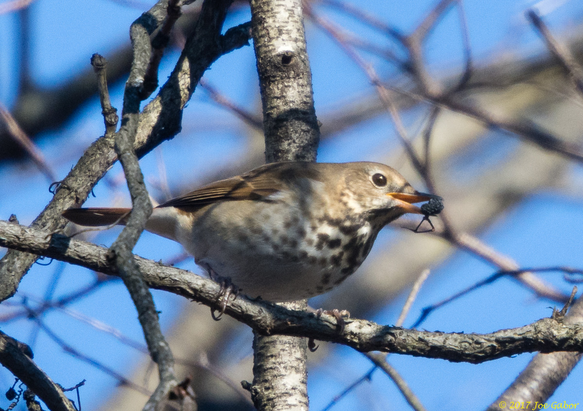 Hermit Thrush
(Catharus guttatus)