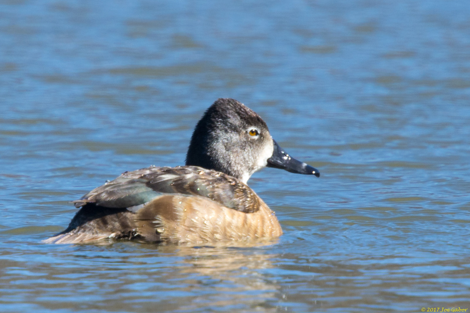 Ring-necked Duck (Aythya collaris)
