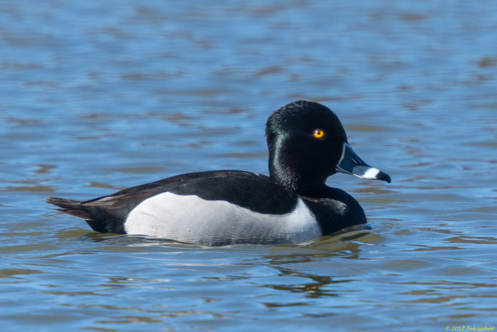 Ring-necked Duck (Aythya collaris)