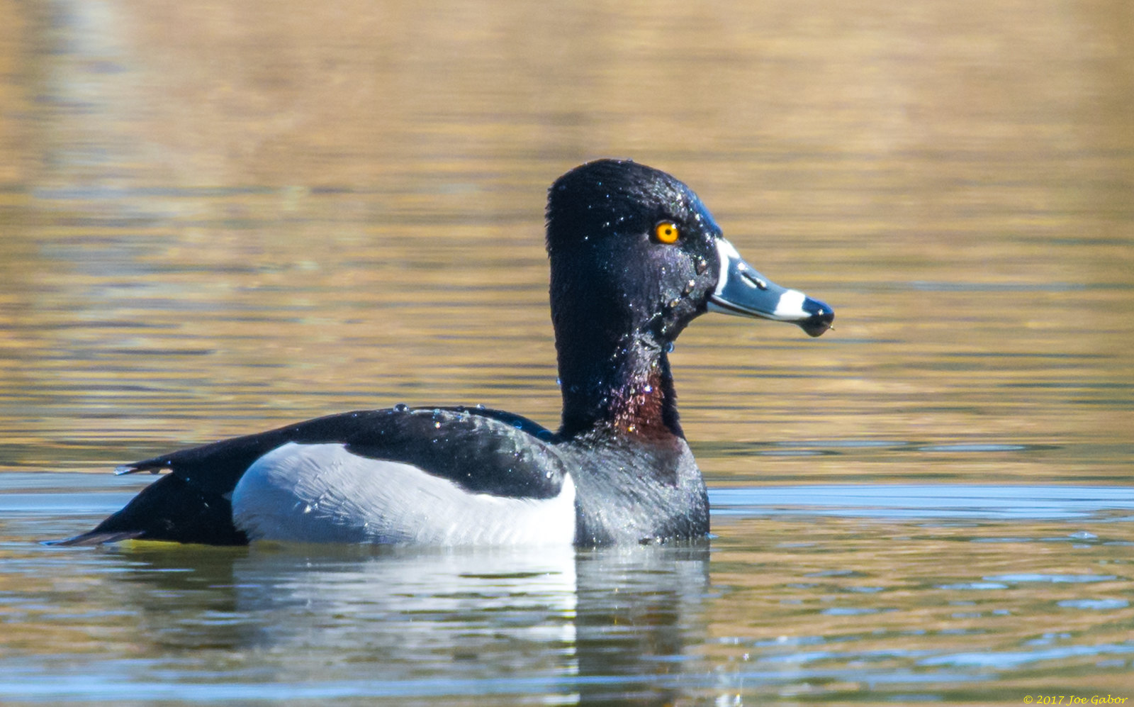Ring-necked Duck (Aythya collaris)
