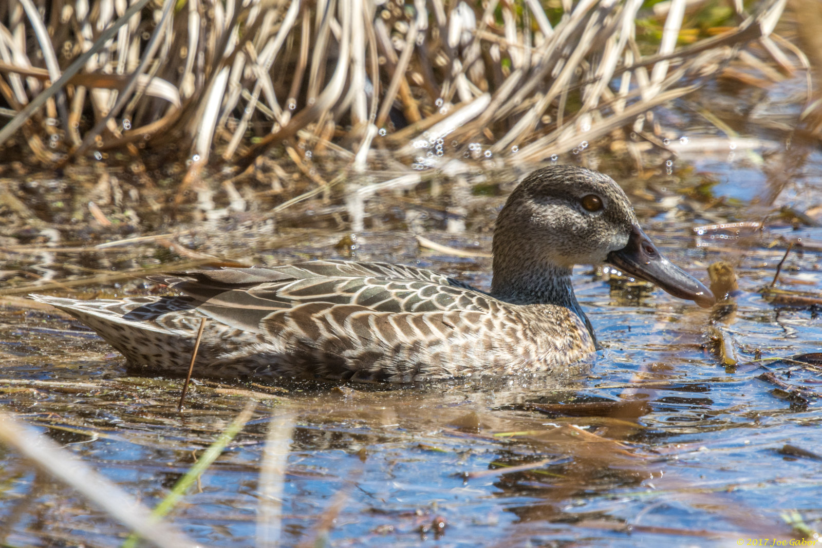 Blue-winged Teal (Anas discors)