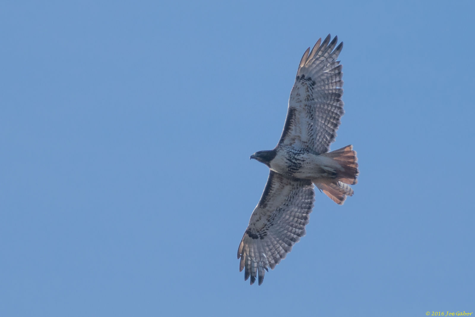 Red-tailed Hawk (Buteo jamaicensis)