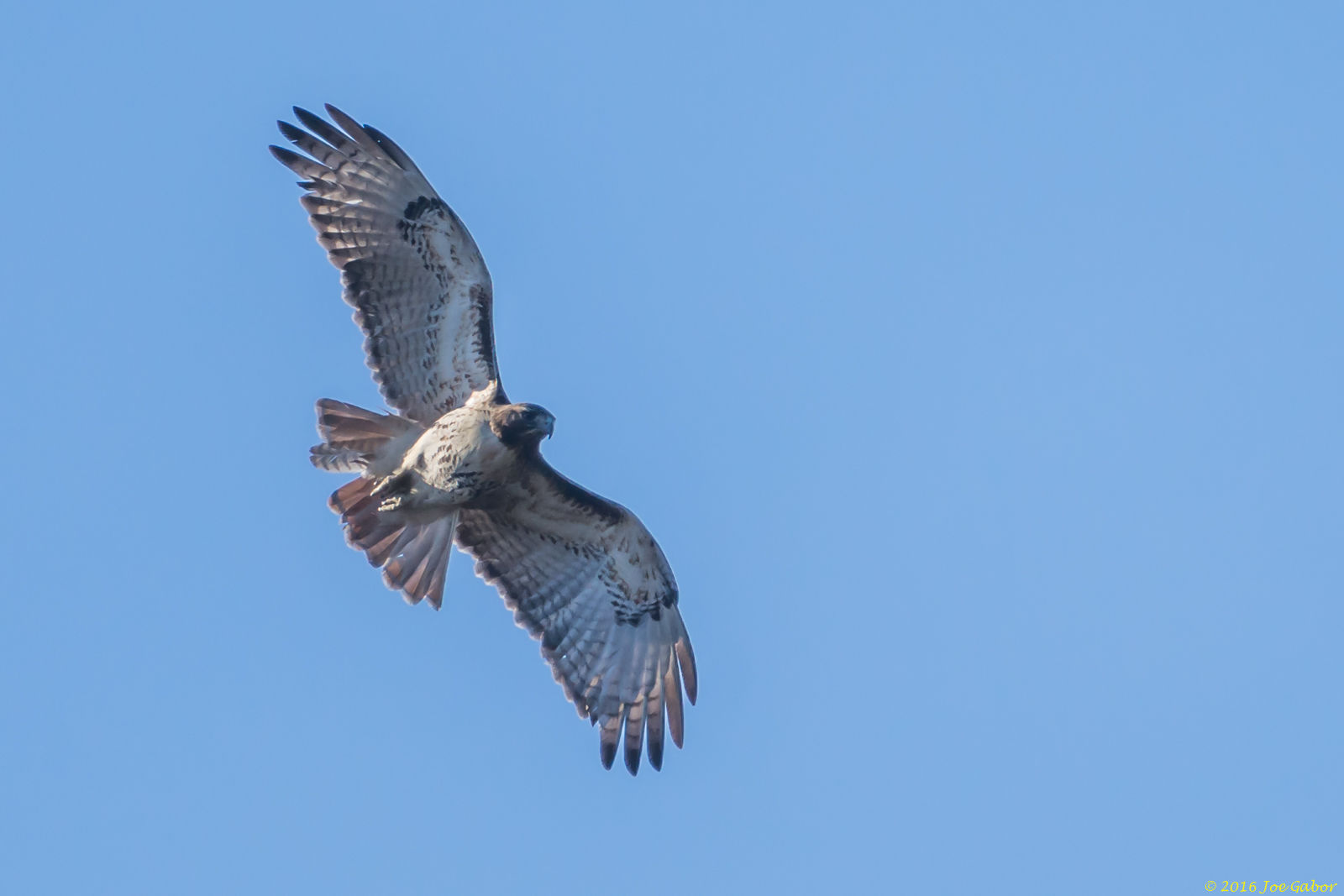 Red-tailed Hawk (Buteo jamaicensis)
