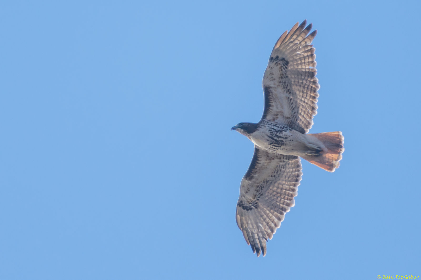 Red-tailed Hawk (Buteo jamaicensis)