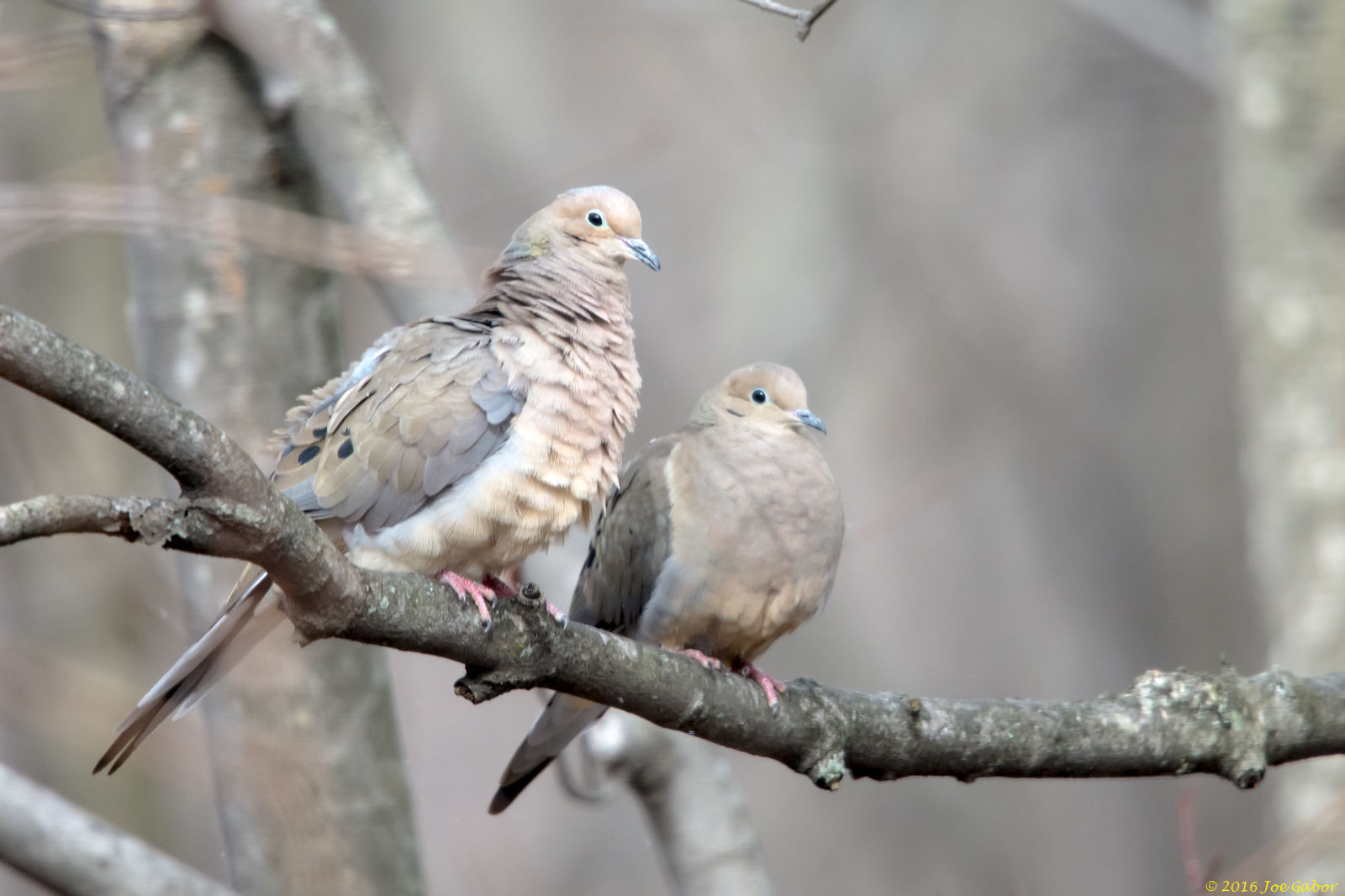 Mourning Dove (Zenaida macroura)