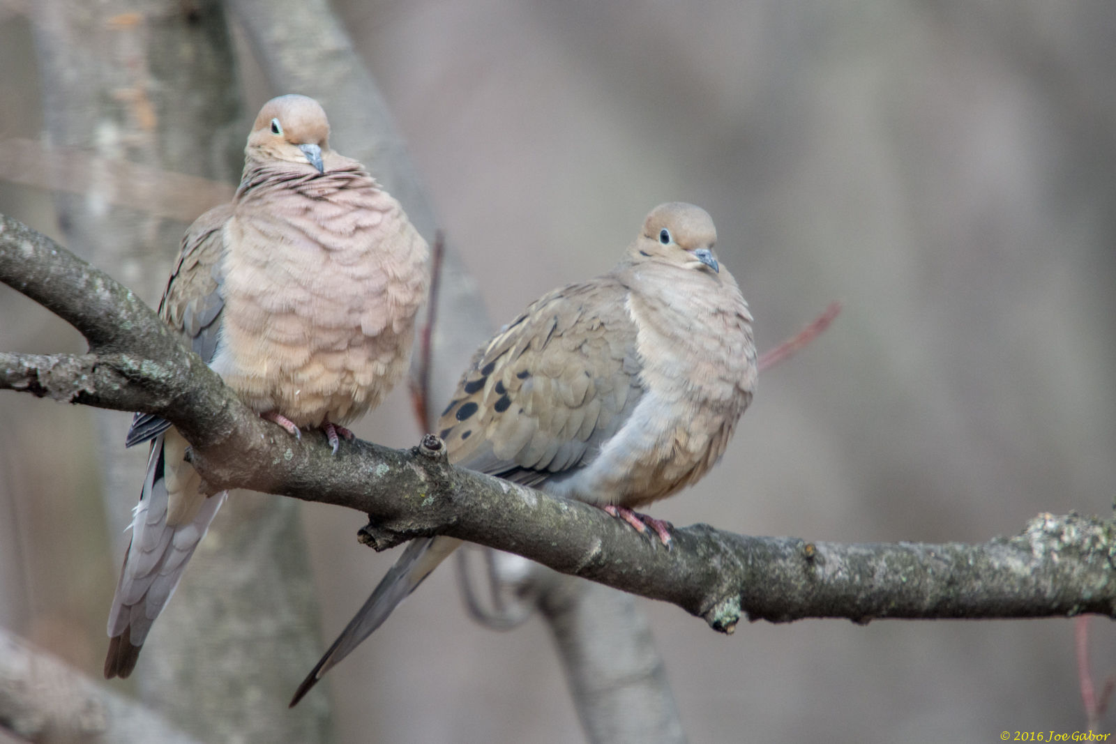 Mourning Dove (Zenaida macroura)