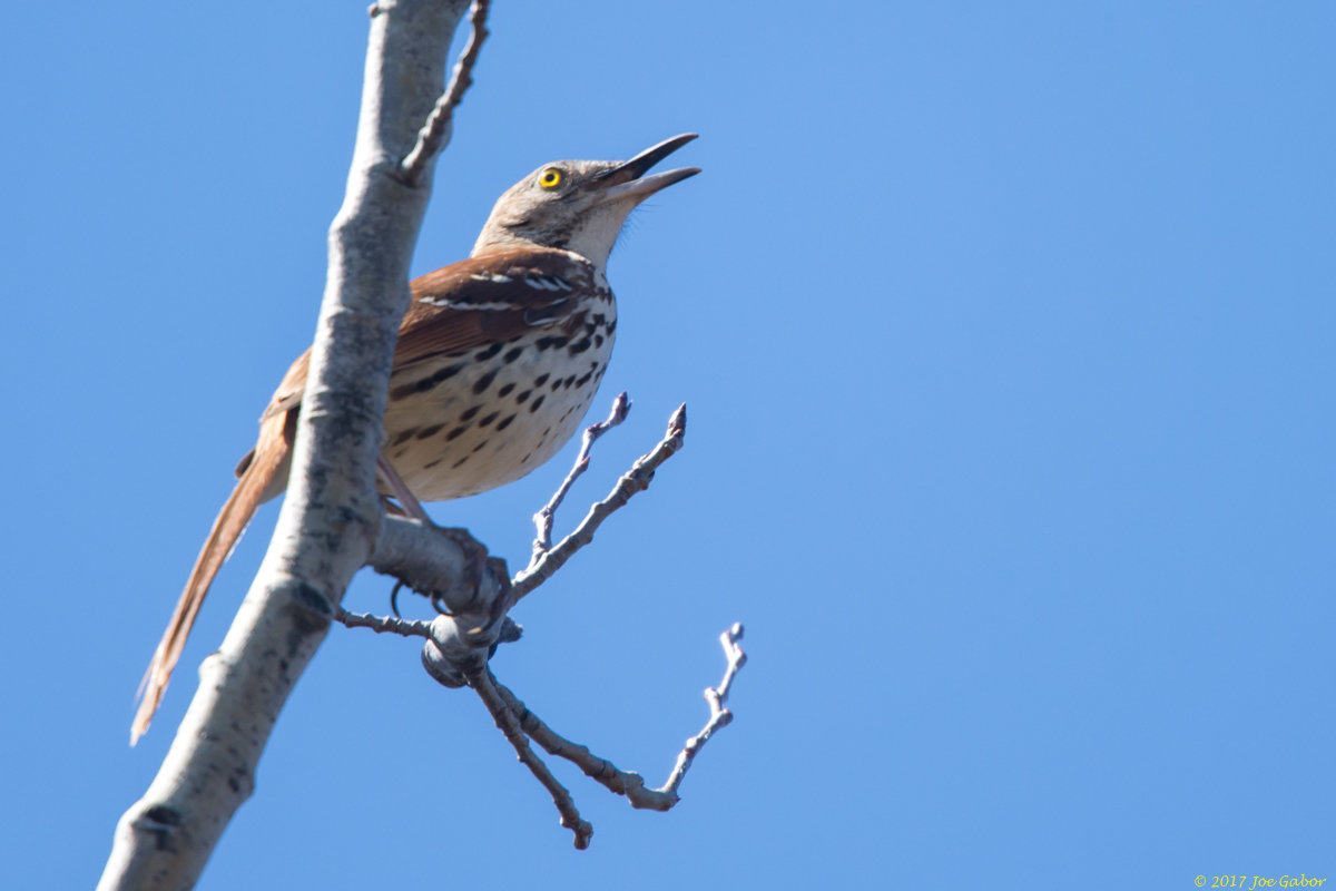 Brown Thrasher (Toxostoma rufum)