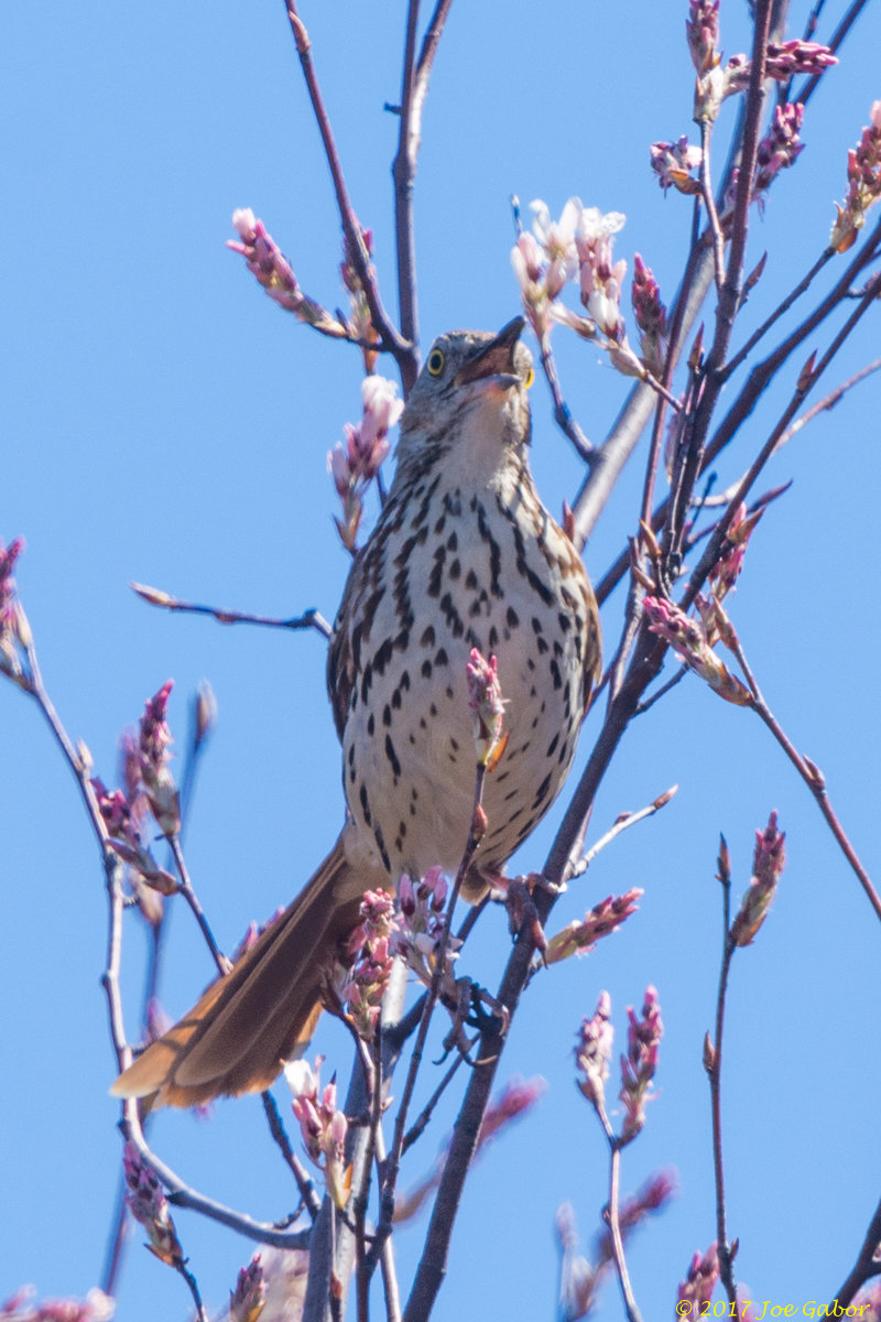 Brown Thrasher (Toxostoma rufum)