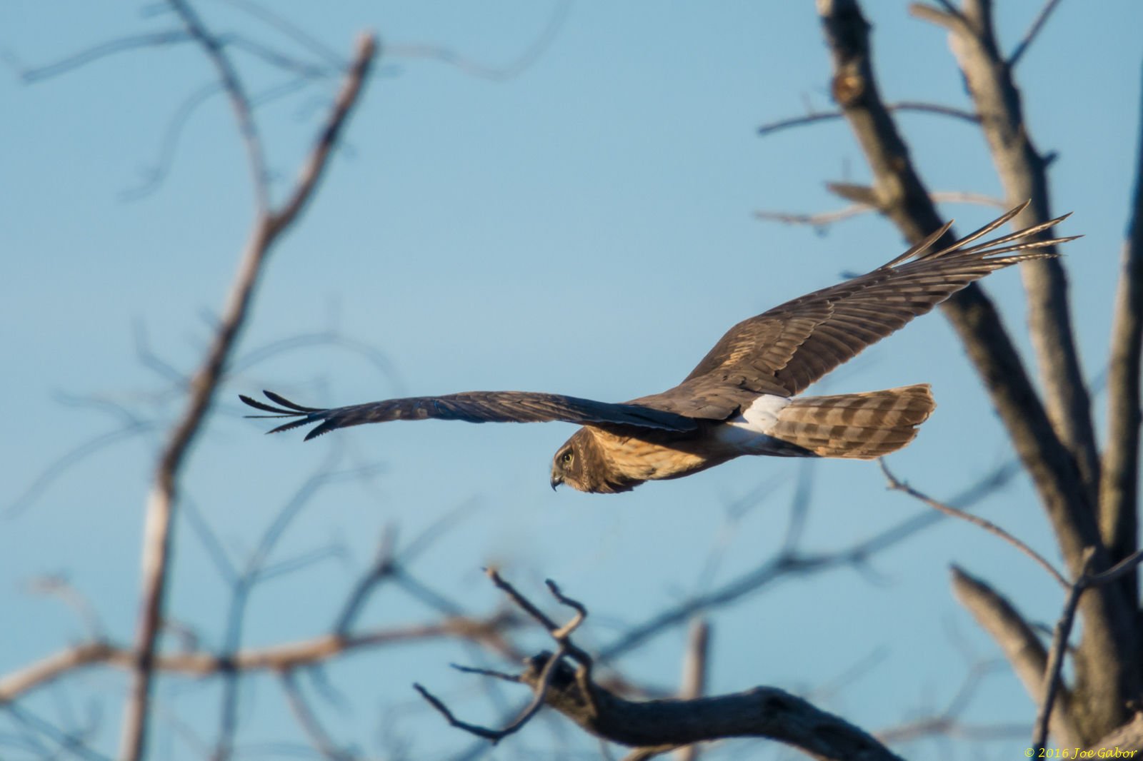 Northern Harrier (Circus cyaneus)