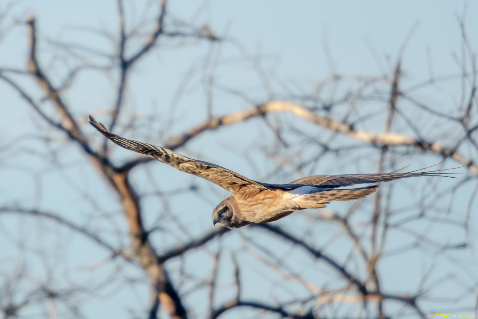 Northern Harrier (Circus cyaneus)