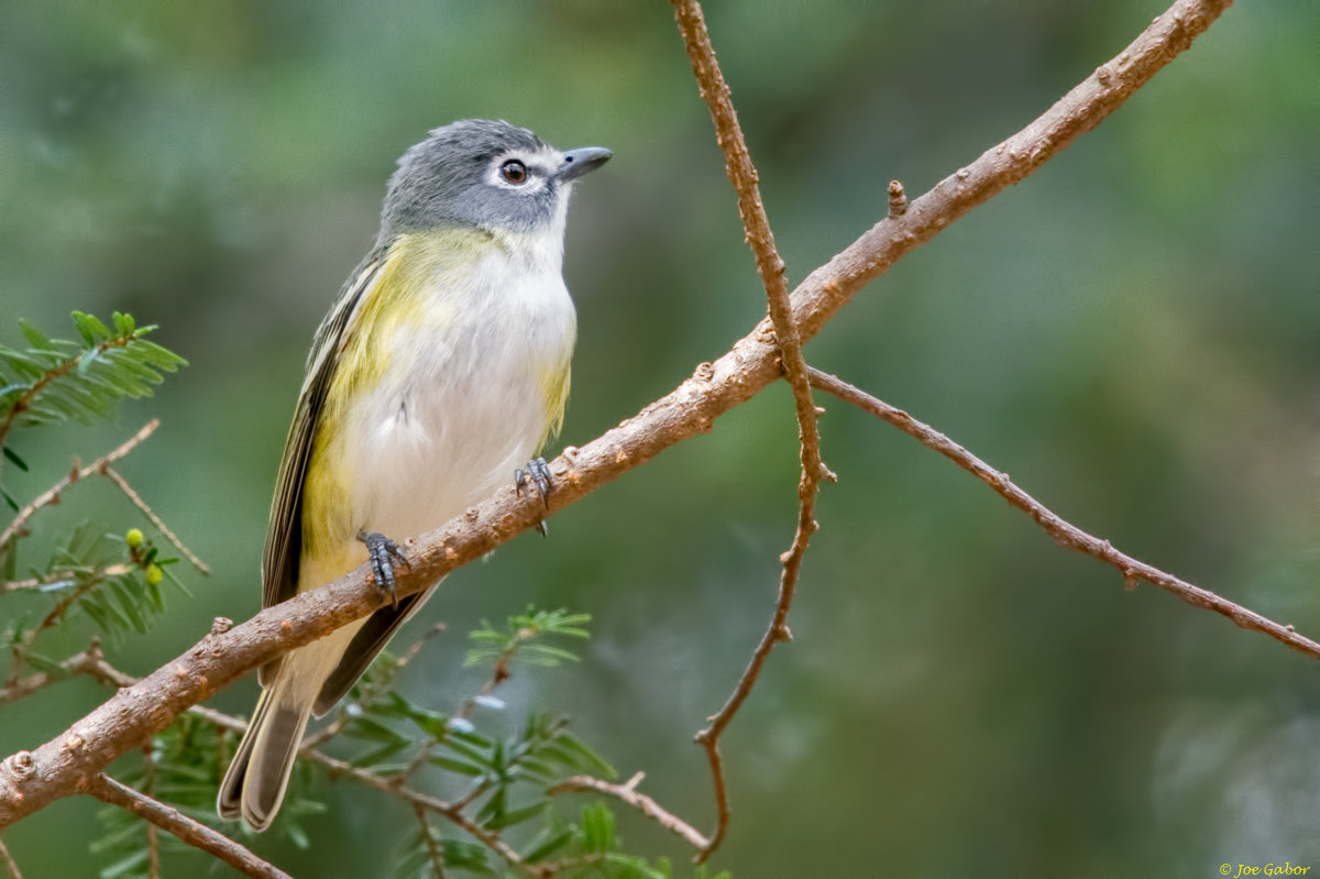 Blue-headed Vireo (Vireo solitarius)