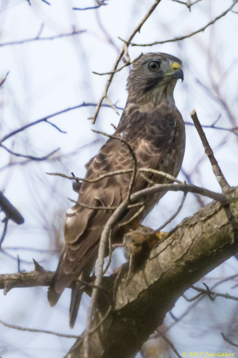 Broad-winged Hawk (Buteo platypterus)