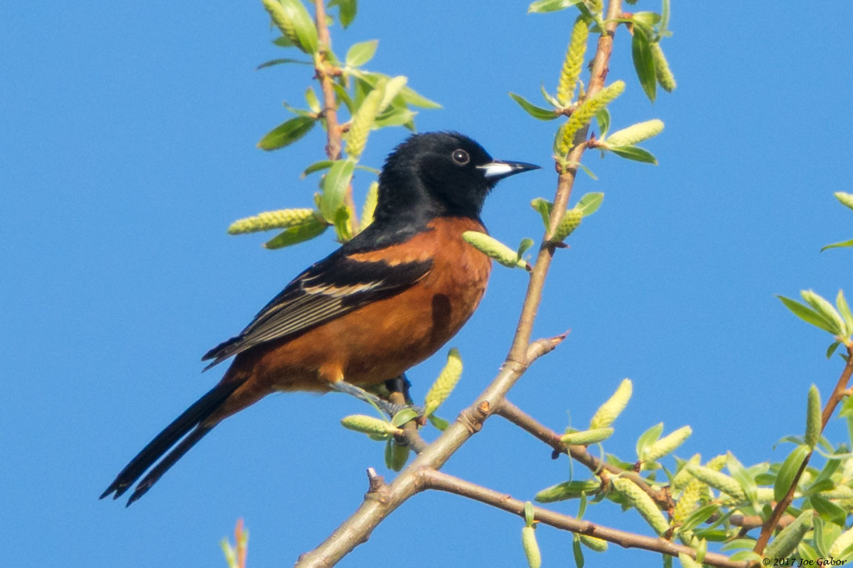 Orchard Oriole (Icterus spurius)