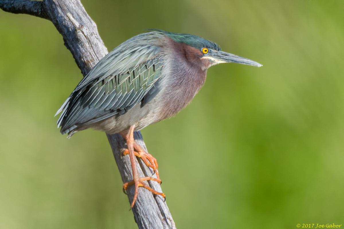 Green Heron
(Butorides virescens)