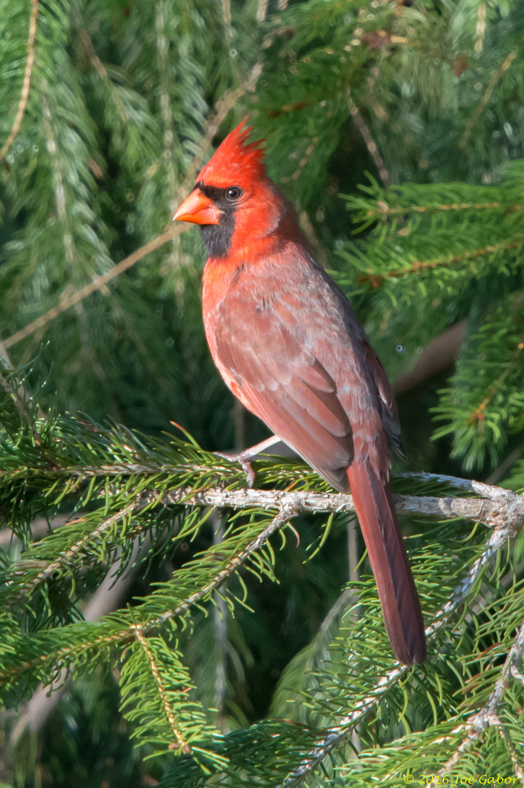 Northern Cardinal (Cardinalis cardinalis)
