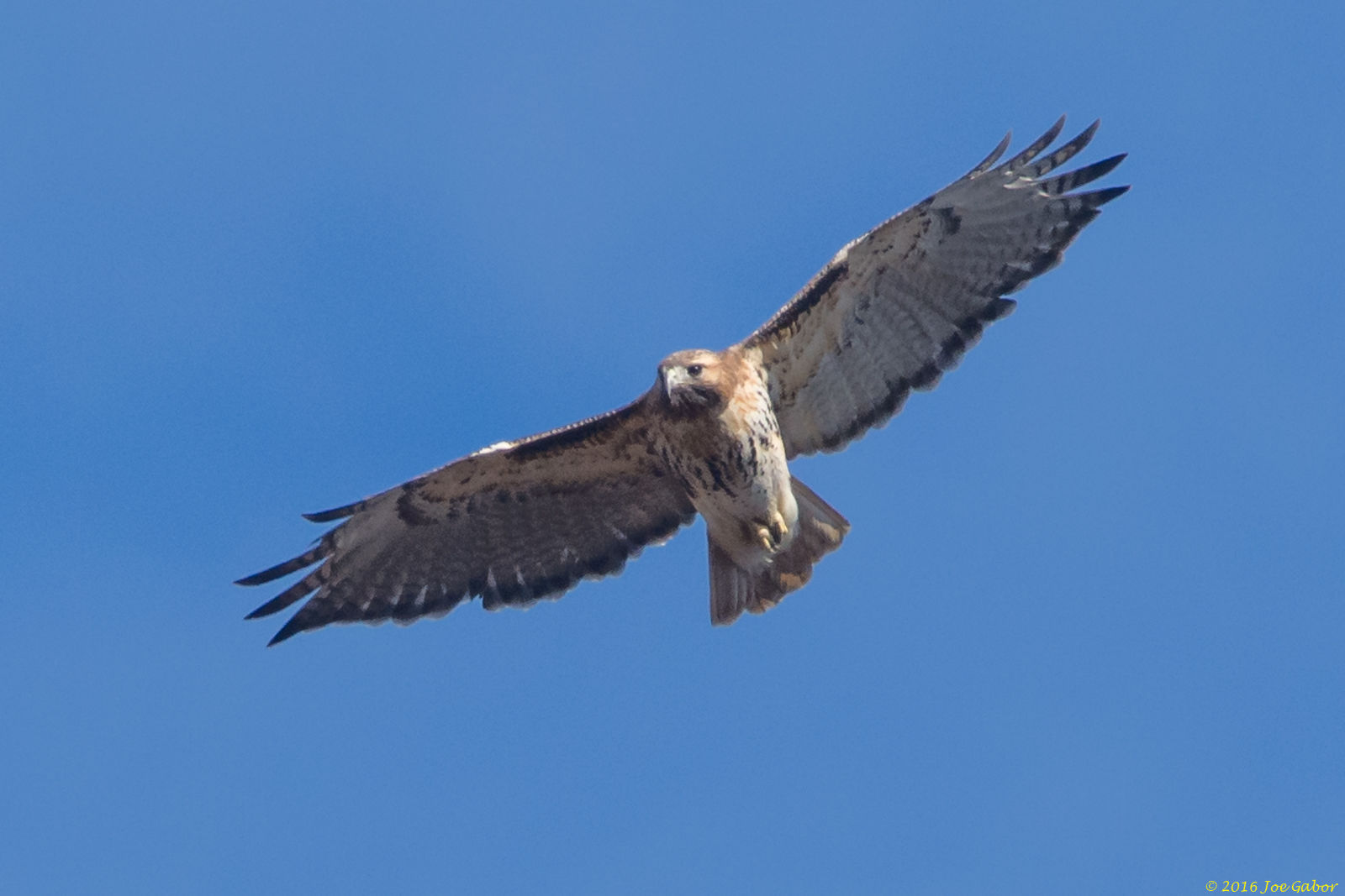 Red-tailed Hawk (Buteo jamaicensis)