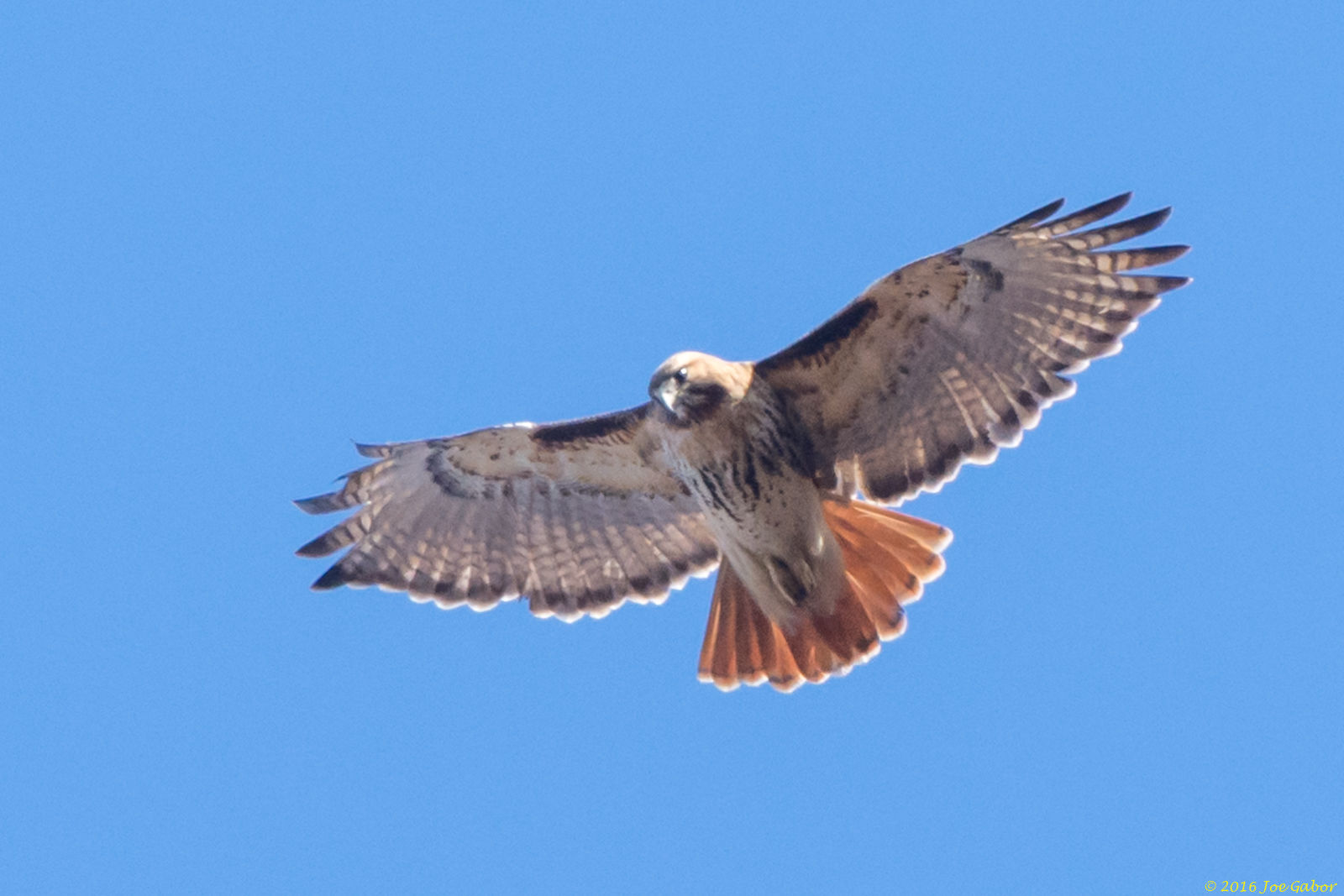 Red-tailed Hawk (Buteo jamaicensis)