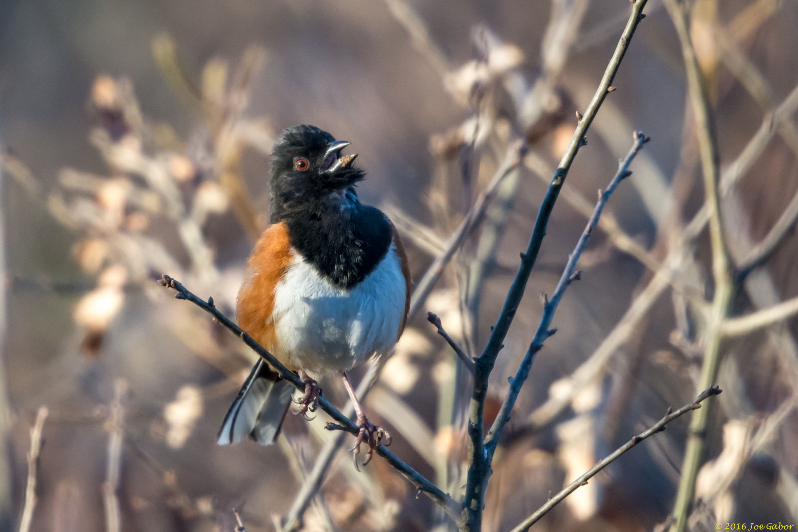 Eastern Towhee (Pipilo erythrophthalmus)