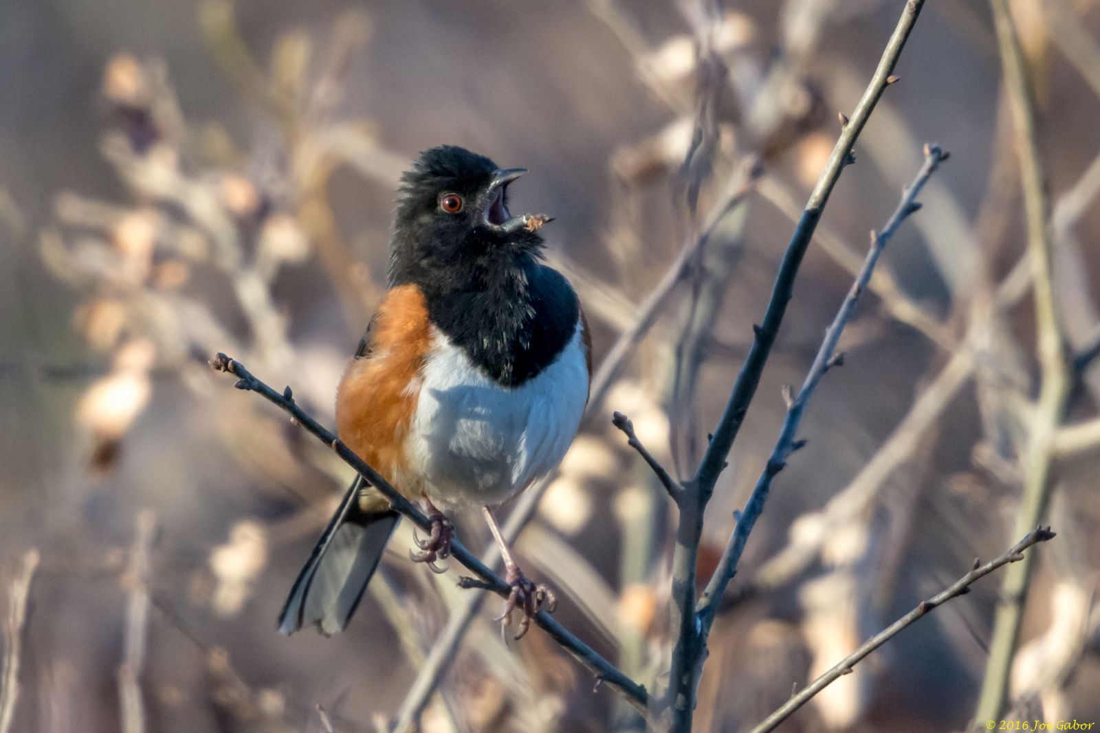 Eastern Towhee (Pipilo erythrophthalmus)