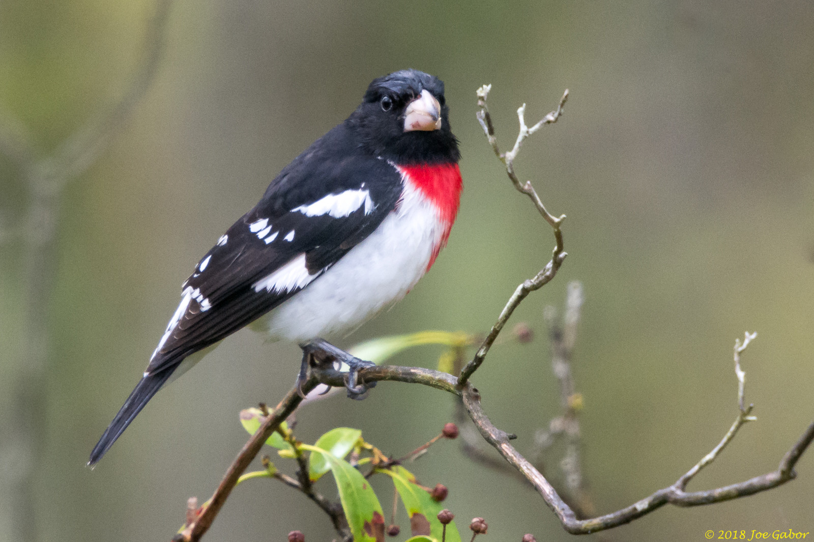 Rose-breasted Grosbeak
(Pheucticus ludovicianus)