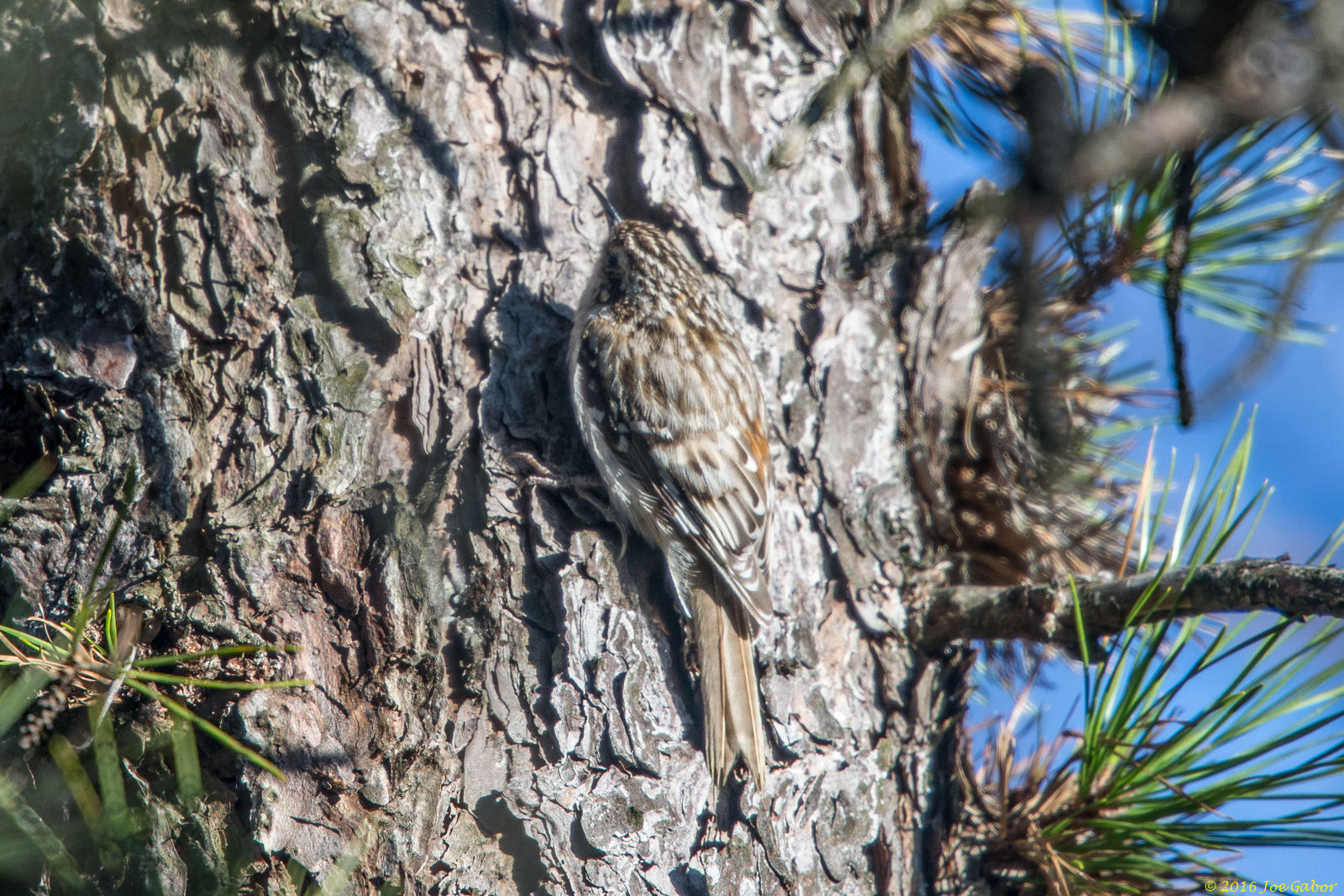 Brown Creeper (Certhia americana)