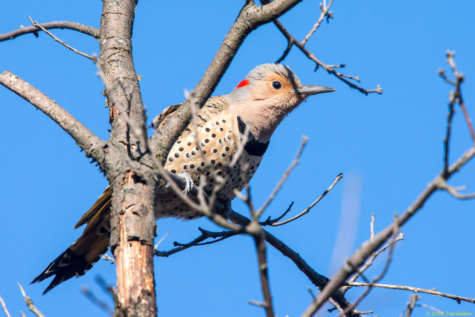 Northern Flicker (Colaptes auratus)