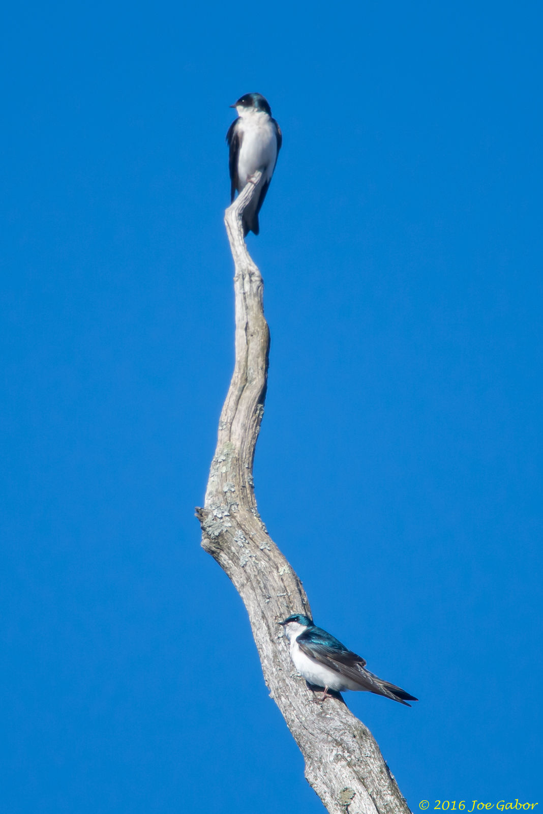 Tree Swallow (Tachycineta bicolor)