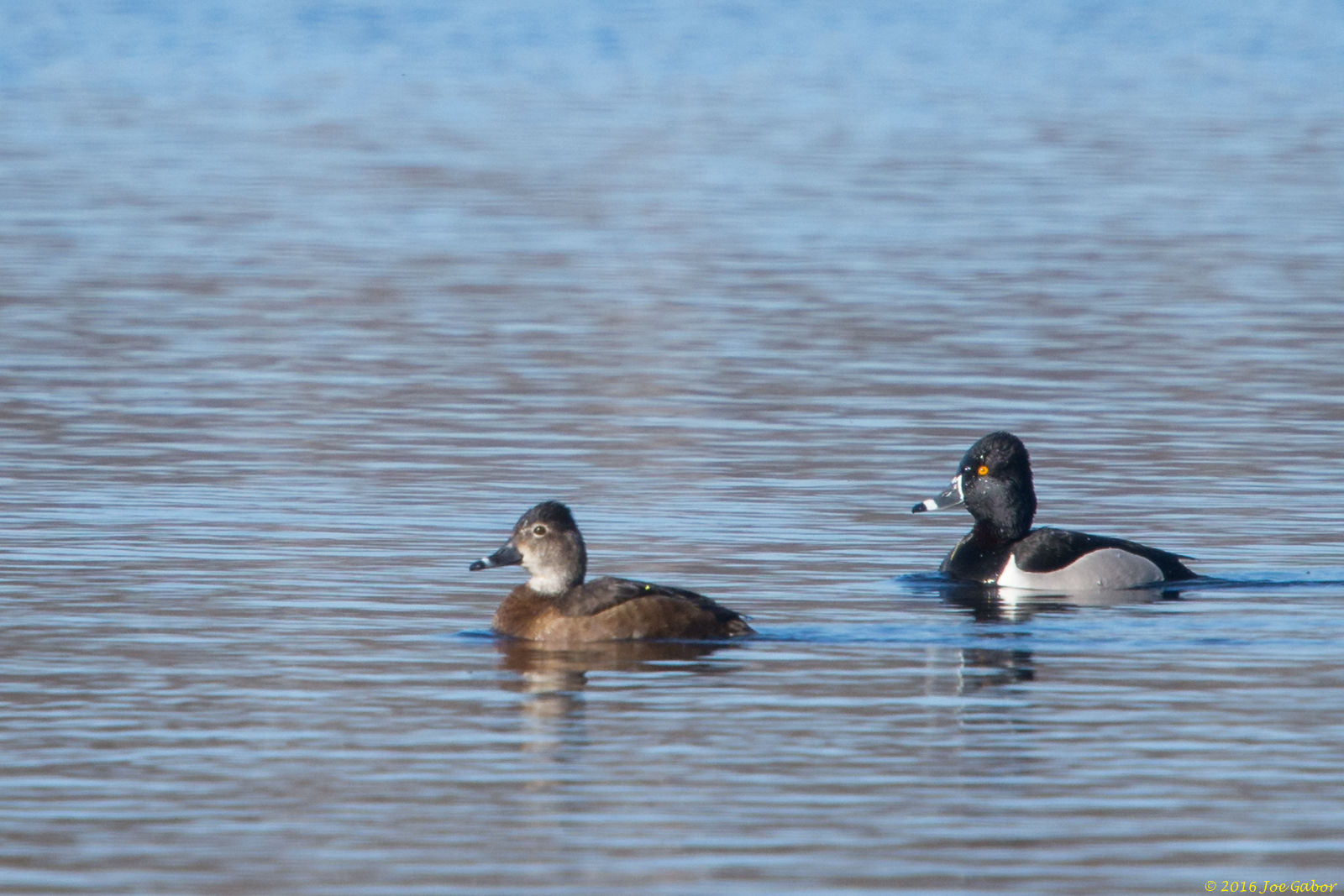 Ring-necked Duck (Aythya collaris)