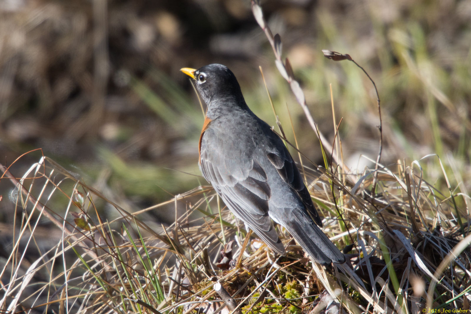 American Robin (Turdus migratorius)