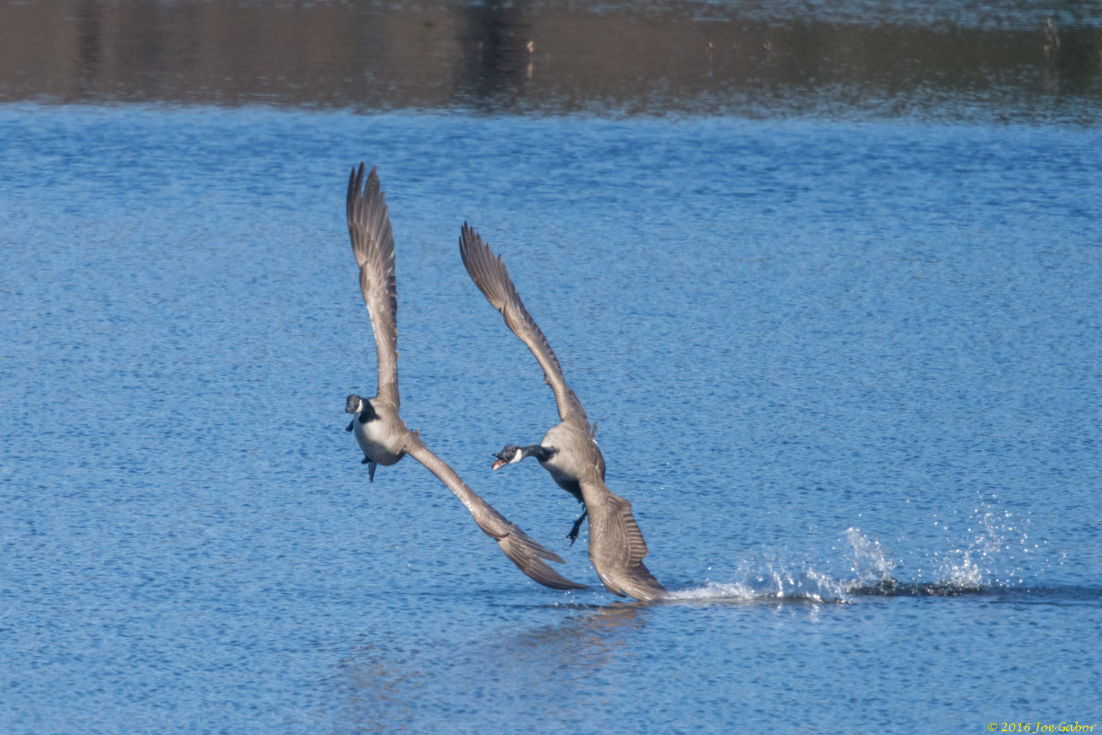 Canada Goose (Branta canadensis)