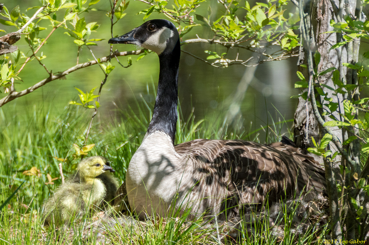 Canada Goose
(Branta canadensis)