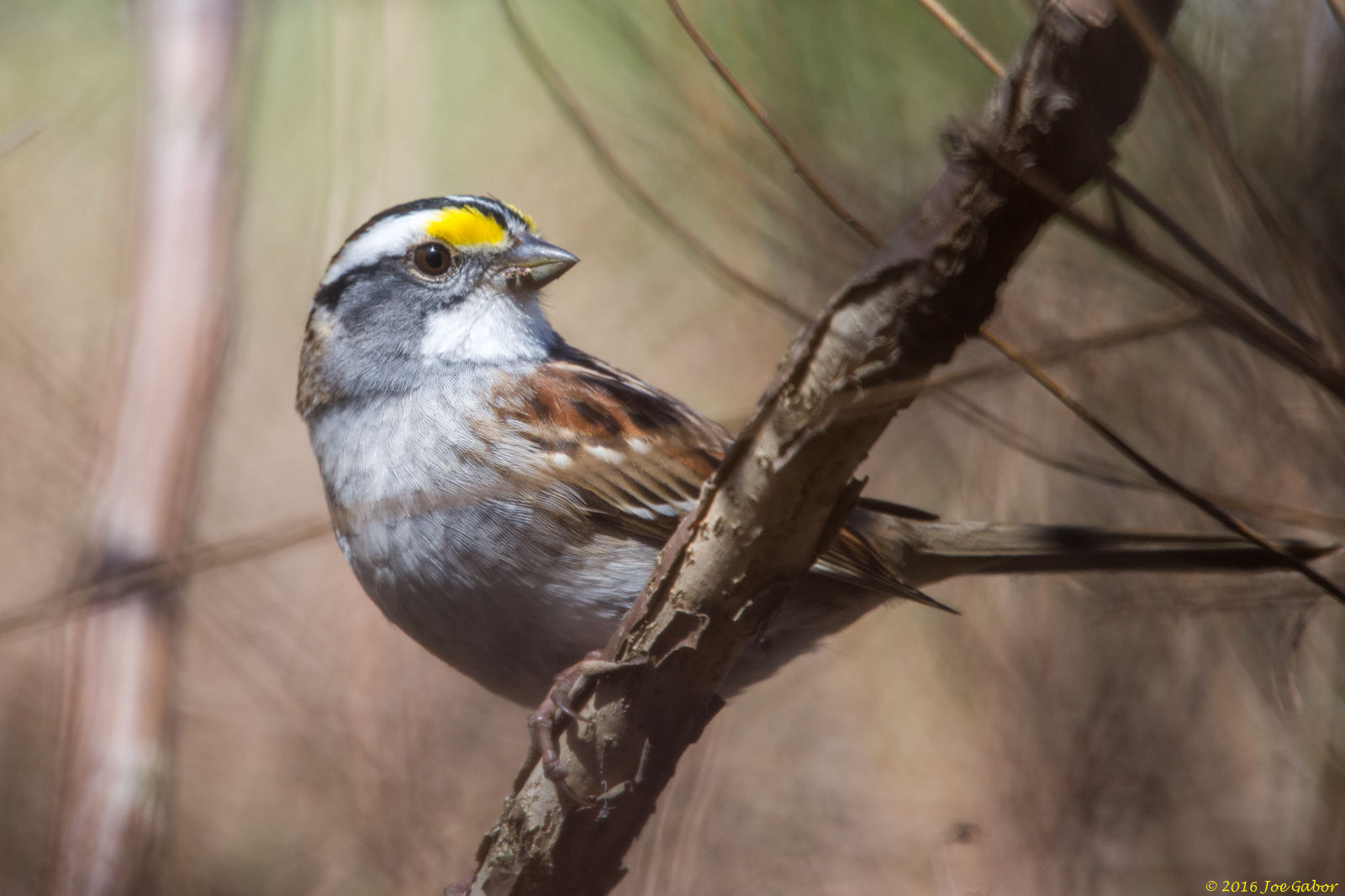 White-throated Sparrow (Zonotrichia albicollis)