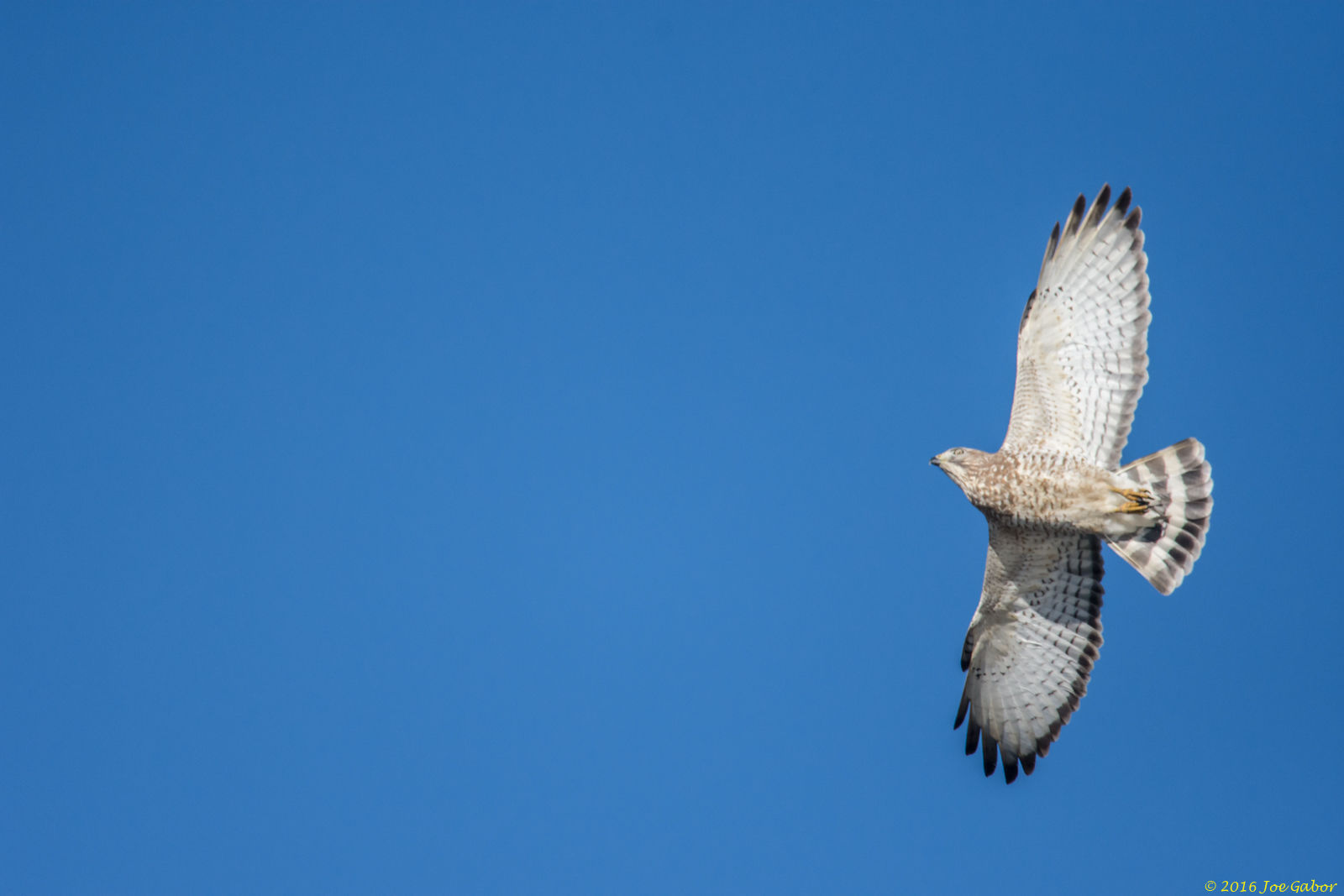 Sharp-shinned Hawk (Accipiter striatus)