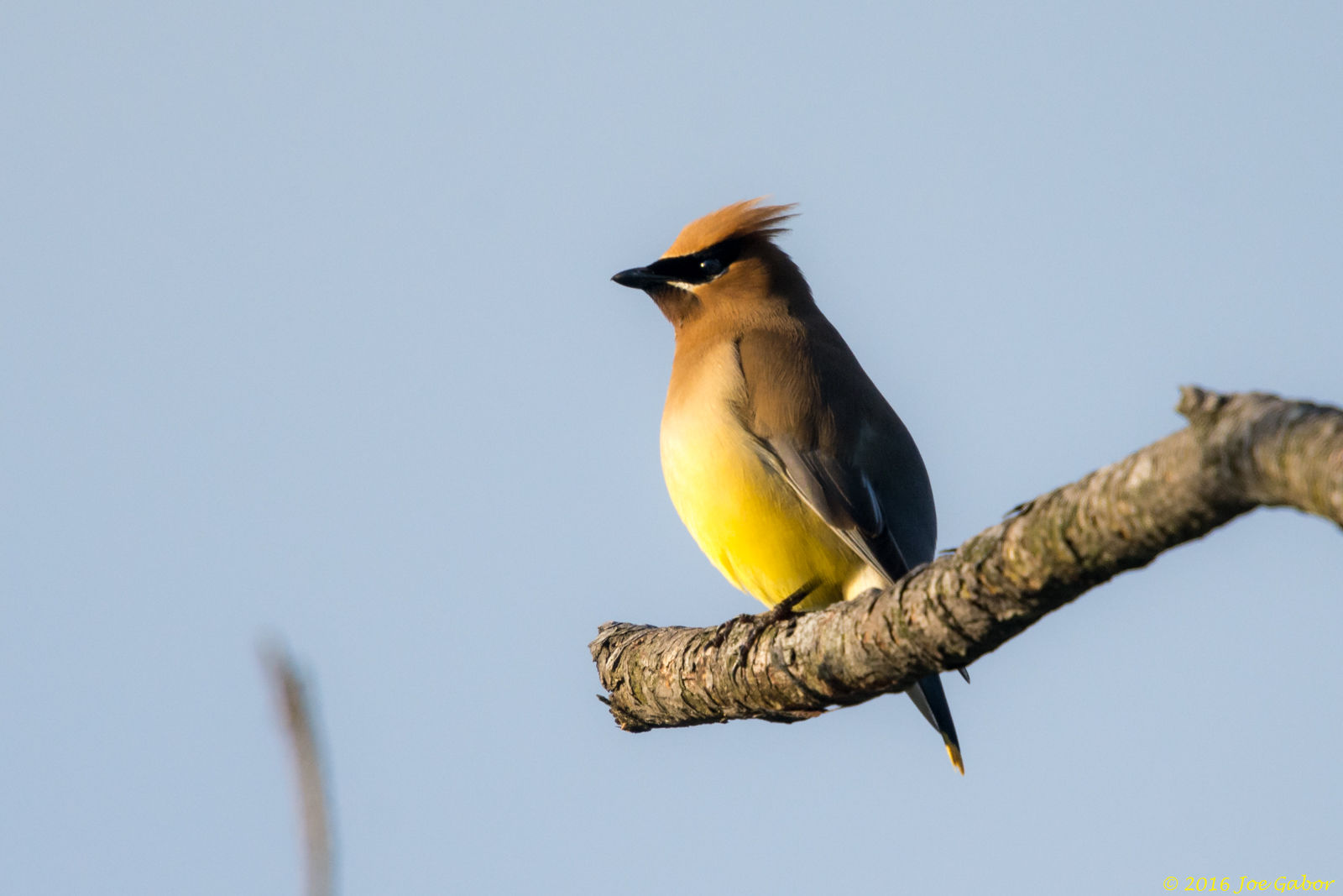 Cedar Waxwing (Bombycilla cedrorum)