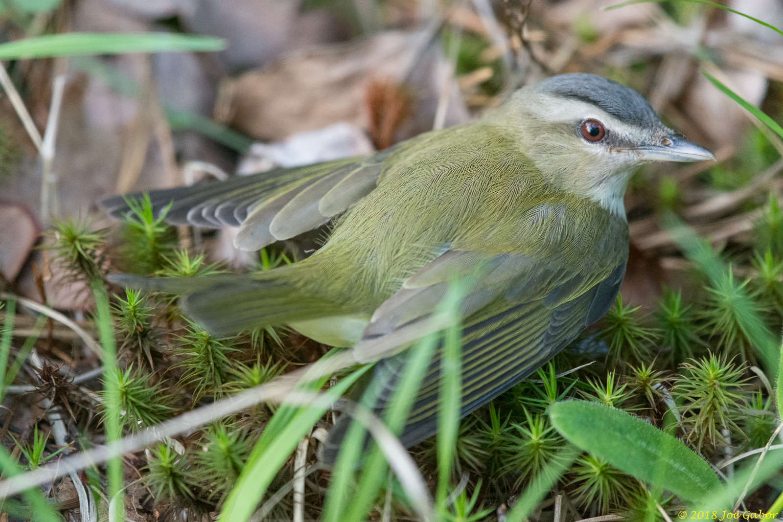 Red-eyed Vireo
(Vireo olivaceus)