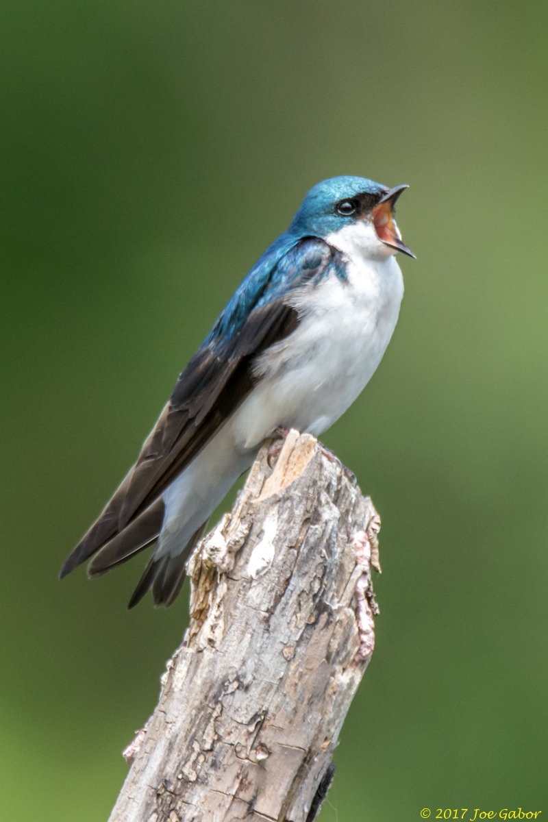 Tree Swallow
(Tachycineta bicolor)