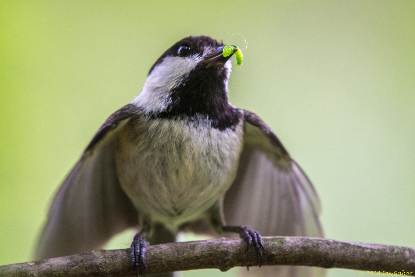 Black-capped Chickadee
(Poecile atricapillus)