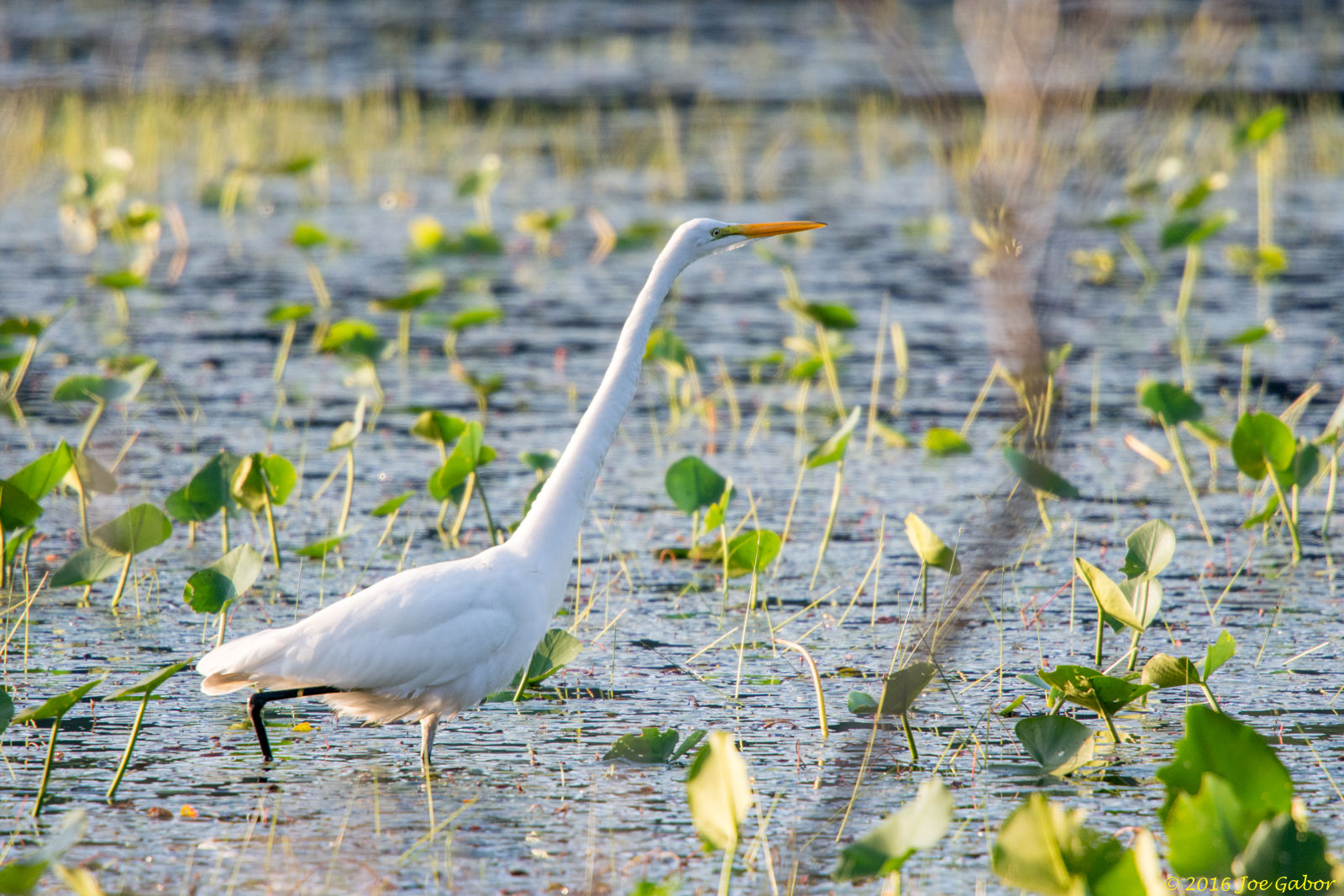 Great Egret (Ardea alba)