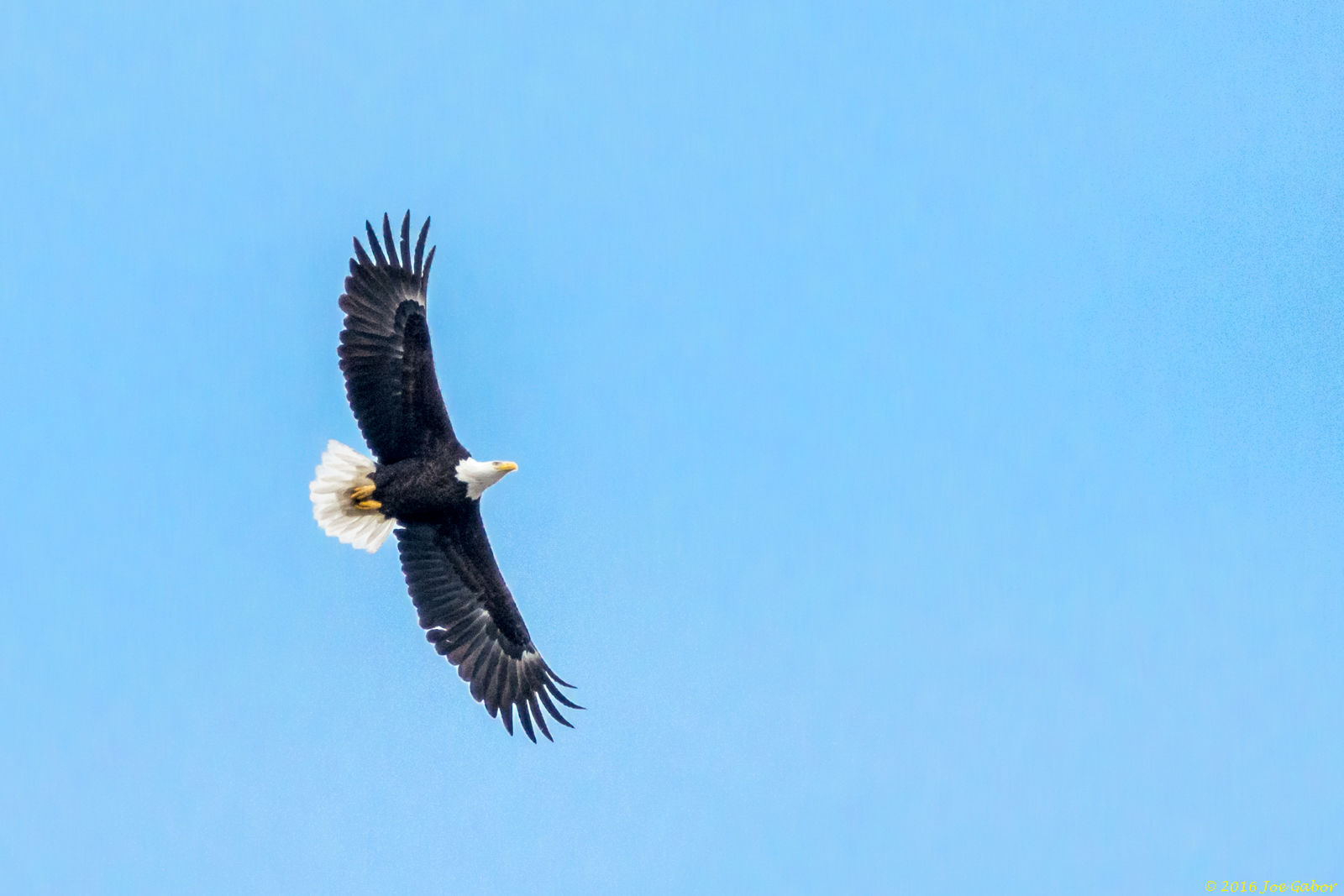 Bald Eagle (Haliaeetus leucocephalus)