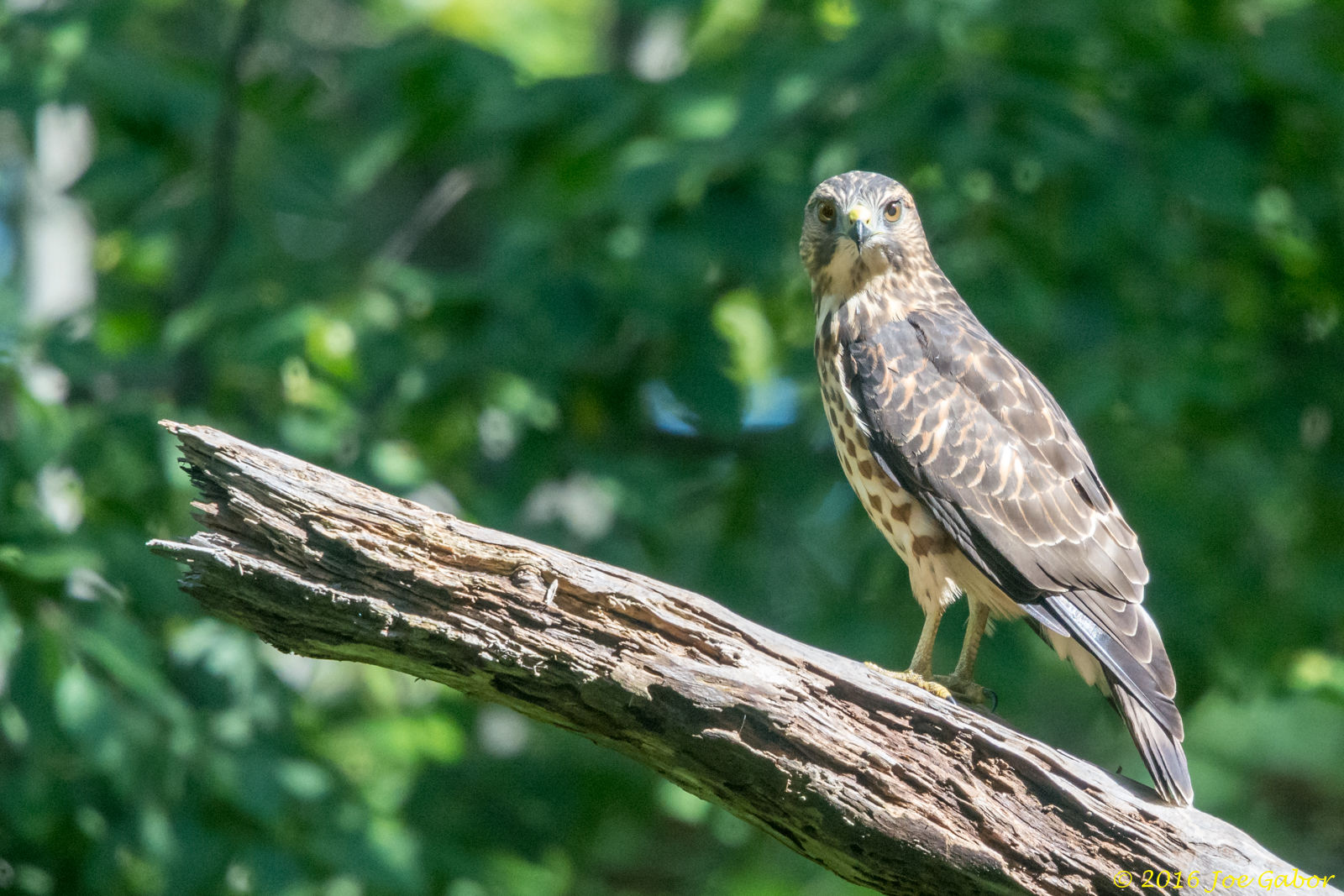 Broad-winged Hawk (Buteo platypterus)